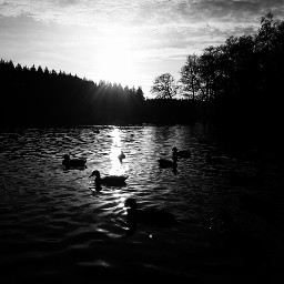 blackandwhite ducksphotagraphyoutdoors lakeside