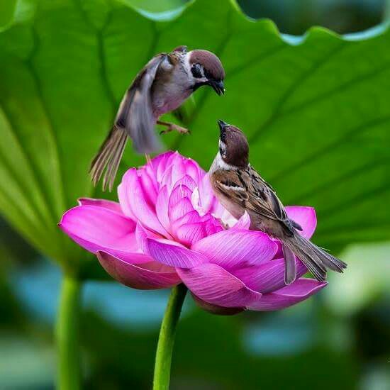 Goodmorning Prettyview Nature Birds Flowers