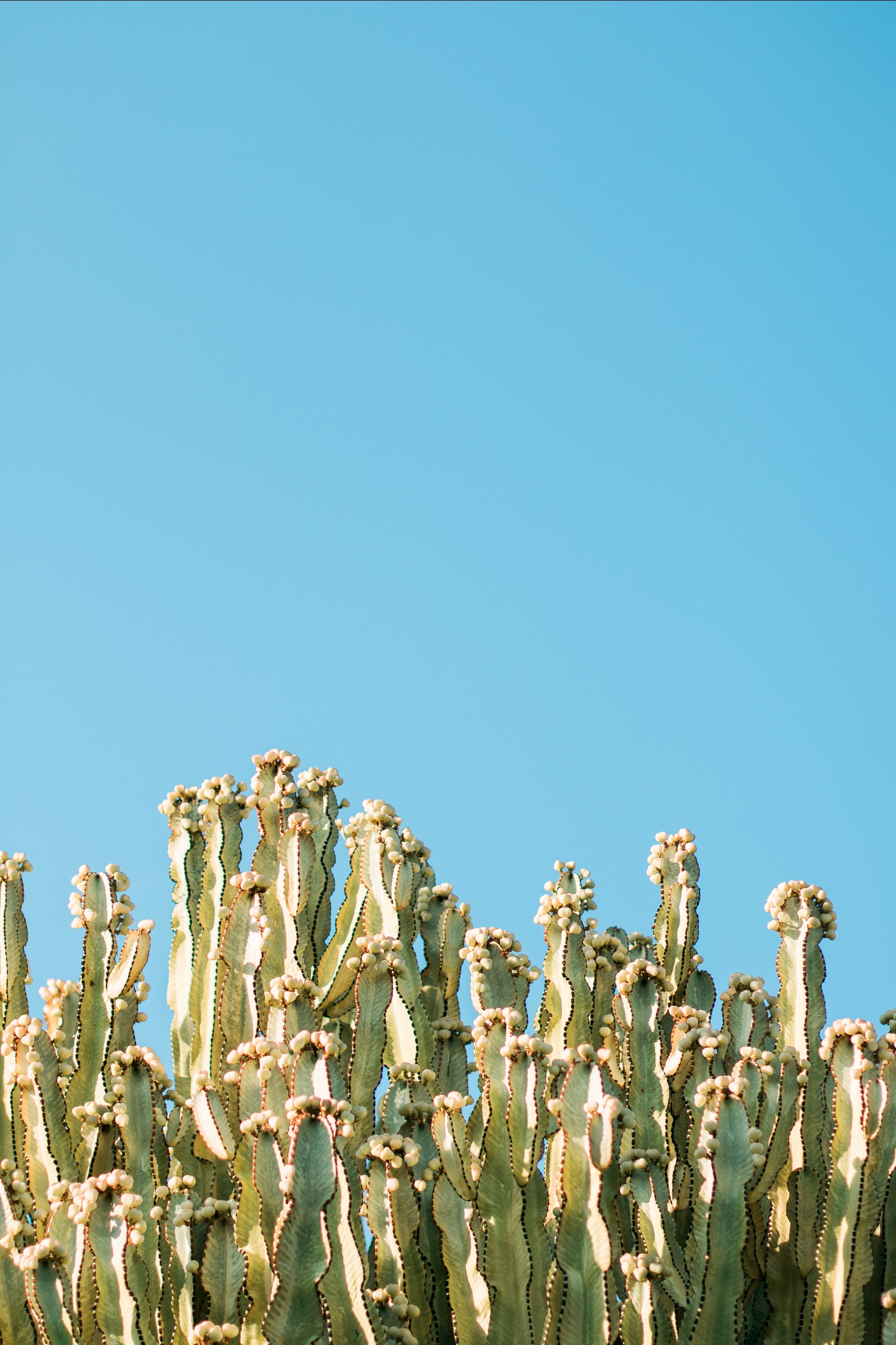 Go sit on a cactus. Start remixing! FreeToEdit cactus ...